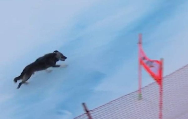 Σκύλος μπήκε σε αγώνες Αλπικού Σκι και “έκλεψε” την παράσταση (vid)
