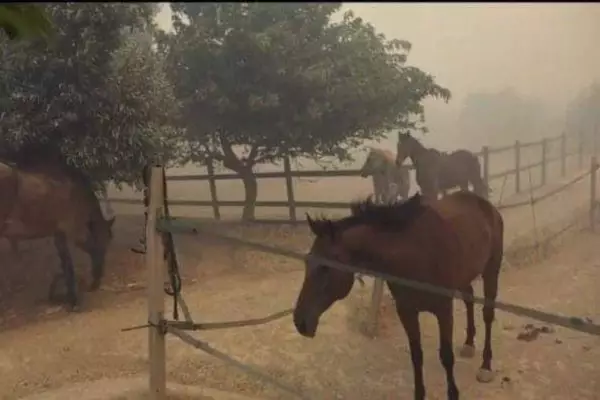 Το Ολυμπιακό Ιππικό Κέντρο στο Μαρκόπουλο έσωσε τα ζώα από την πυρκαγιά!